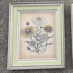 1840 Antique Botanical Yellow Print Framed by Jane Loudon Hand Colored Victorian